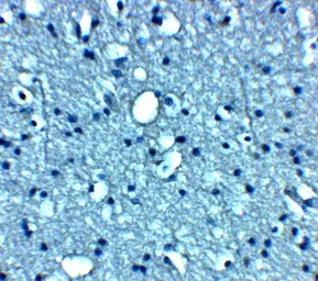 Anti-VTI1B antibody used in IHC (Paraffin sections) (IHC-P). GTX17253