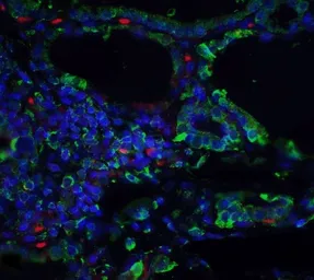 Anti-ORAI3 antibody [2H2G9] used in IHC (Paraffin sections) (IHC-P). GTX17266