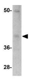 Anti-PD1 antibody [12A7D7] used in Western Blot (WB). GTX17273