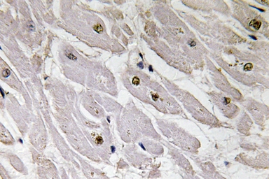 Anti-PAX1 antibody used in IHC (Paraffin sections) (IHC-P). GTX17389