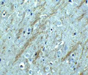 Anti-BACE1 antibody used in IHC (Paraffin sections) (IHC-P). GTX17545