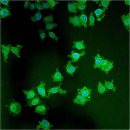 Anti-TOR1AIP1 antibody [RL13] used in Immunocytochemistry/ Immunofluorescence (ICC/IF). GTX17579