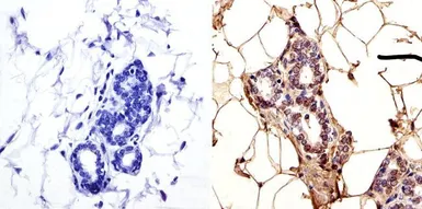 Anti-TOR1AIP1 antibody [RL13] used in IHC (Paraffin sections) (IHC-P). GTX17579