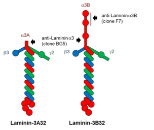 Anti-Laminin alpha 3B antibody [F7] used in  (). GTX17684