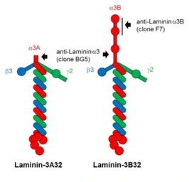 Anti-Laminin alpha 3A antibody [BG5] used in  (). GTX17685