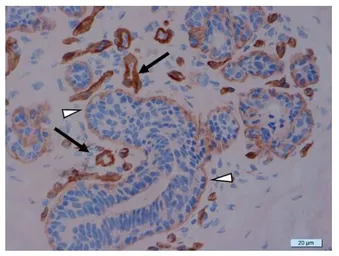 Anti-Laminin 511 antibody [12D] used in IHC (Frozen sections) (IHC-Fr). GTX17688