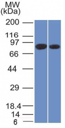 Anti-Calnexin antibody [CANX/1543] used in Western Blot (WB). GTX17859