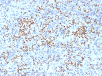 Anti-PU.1 antibody [PU1/2146] used in IHC (Paraffin sections) (IHC-P). GTX17997