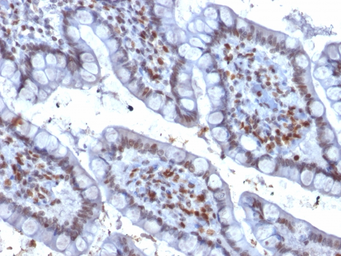 Anti-PU.1 antibody [PU1/2146] used in IHC (Paraffin sections) (IHC-P). GTX17997