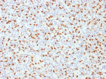 Anti-PU.1 antibody [PU1/2146] used in IHC (Paraffin sections) (IHC-P). GTX17997