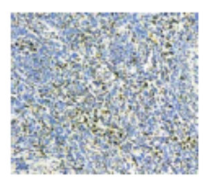 Anti-Synaptobrevin antibody [4E240] used in Immunohistochemistry (IHC). GTX18013