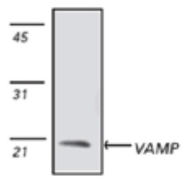 Anti-Synaptobrevin antibody [4E240] used in Western Blot (WB). GTX18013