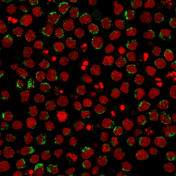Anti-CD5 antibody [CD5/2416] used in Immunocytochemistry/ Immunofluorescence (ICC/IF). GTX18024