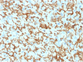 Anti-CD163 antibody [M130/1210] used in IHC (Paraffin sections) (IHC-P). GTX18027