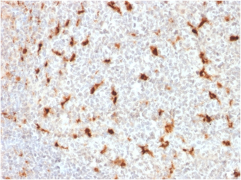 Anti-CD68 antibody [LAMP4/1830] used in IHC (Paraffin sections) (IHC-P). GTX18033