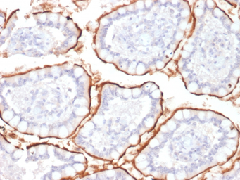 Anti-CD10 antibody [MME/1870] used in IHC (Paraffin sections) (IHC-P). GTX18040
