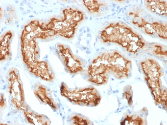 Anti-CD10 antibody [MME/1870] used in IHC (Paraffin sections) (IHC-P). GTX18040