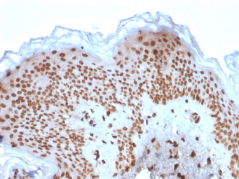 Anti-Emerin antibody [EMD/2167] used in IHC (Paraffin sections) (IHC-P). GTX18054