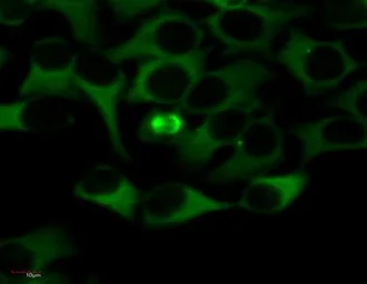 Anti-alpha Tubulin antibody [TU-01] (FITC) used in Immunocytochemistry/ Immunofluorescence (ICC/IF). GTX18247
