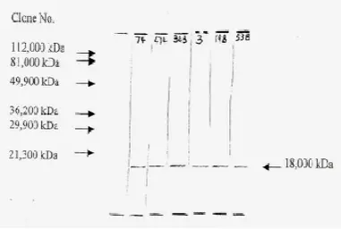 Anti-FGF2 antibody [F-343] used in Western Blot (WB). GTX18629
