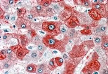 Anti-58K Golgi protein antibody, N-term used in IHC (Paraffin sections) (IHC-P). GTX19072