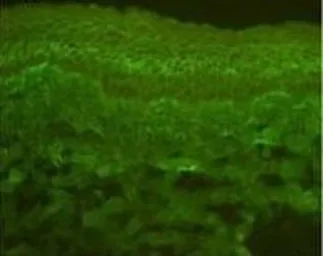 Anti-Calcium Sensing Receptor antibody [5C10, ADD] used in IHC (Frozen sections) (IHC-Fr). GTX19347