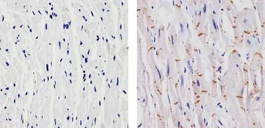Anti-N-Cadherin antibody [8C11] used in IHC (Paraffin sections) (IHC-P). GTX19348