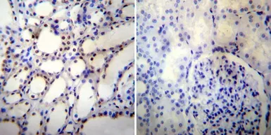 Anti-p54nrb antibody [78-1 C] used in IHC (Paraffin sections) (IHC-P). GTX19407