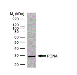 Anti-PCNA antibody [PC10] used in Western Blot (WB). GTX20029
