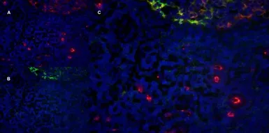 Anti-CD11b antibody [ICRF44] used in IHC (Frozen sections) (IHC-Fr). GTX20183