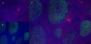 Anti-CD11b antibody [ICRF44] used in IHC (Frozen sections) (IHC-Fr). GTX20183