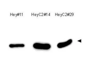 Anti-APE1 antibody [13B8E5C2] used in Western Blot (WB). GTX20194