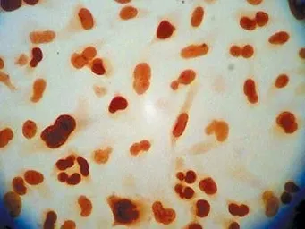 Anti-APE1 antibody [13B8E5C2] used in Immunocytochemistry/ Immunofluorescence (ICC/IF). GTX20194