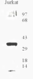 Anti-Ogg1 antibody used in Western Blot (WB). GTX20204