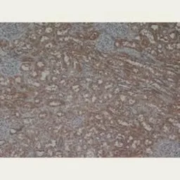 Anti-Laminin antibody used in IHC (Paraffin sections) (IHC-P). GTX20242