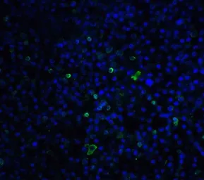 Anti-TLR3 antibody used in IHC (Paraffin sections) (IHC-P). GTX20260