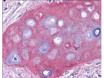 Anti-Collagen II antibody used in IHC (Paraffin sections) (IHC-P). GTX20300