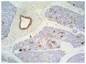 Anti-Cytokeratin 7 + 17 antibody [C-46] used in IHC (Paraffin sections) (IHC-P). GTX20670