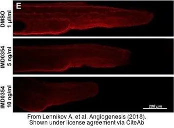 Anti-VEGFA antibody [VG1] used in Immunocytochemistry/ Immunofluorescence (ICC/IF). GTX21316