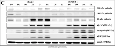 Anti-Myogenin antibody [F5D] used in Western Blot (WB). GTX21835