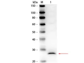Anti-Elastase antibody used in Western Blot (WB). GTX21876
