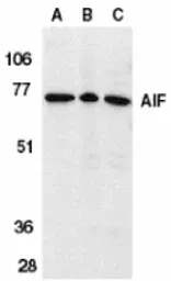 Anti-AIF antibody used in Western Blot (WB). GTX21998