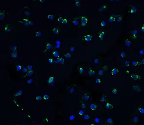 Anti-DAP Kinase 3 antibody used in Immunocytochemistry/ Immunofluorescence (ICC/IF). GTX22057