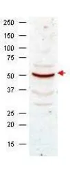 Anti-Cyclin B1 antibody used in Western Blot (WB). GTX22096