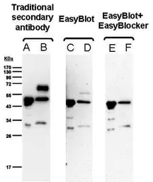 EasyBlot anti Rabbit IgG (HRP). GTX221666-01