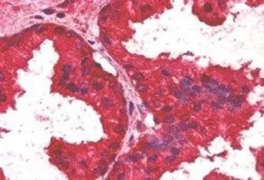 Anti-AIBZIP antibody used in IHC (Paraffin sections) (IHC-P). GTX22474