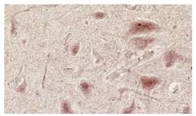 Anti-NMDAR3A + NMDAR3B antibody [K35/40] used in IHC (Frozen sections) (IHC-Fr). GTX22639