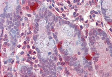 Anti-RGS1 antibody used in IHC (Paraffin sections) (IHC-P). GTX22715