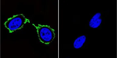 Anti-PSD95 antibody [6G6-1C9] used in Immunocytochemistry/ Immunofluorescence (ICC/IF). GTX22723