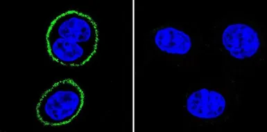 Anti-PSD95 antibody [6G6-1C9] used in Immunocytochemistry/ Immunofluorescence (ICC/IF). GTX22723